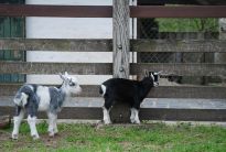 Ziegennachwuchs im Tiergehege des Bremer Bürgerpark