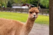 Alpaka-Dame „Coffee“, Foto: Bengt Heine