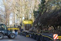 Die neuen Spenderbäume werden vom Tieflader abgeladen.