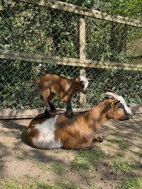 Nachwuchs im Tiergehege, Foto: Bengt Heine