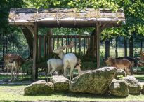 Nachwuchs beim Damwild im Tiergehege, Foto: Bengt Heine