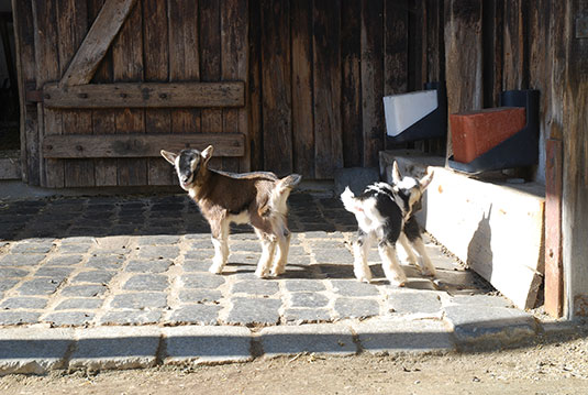 Ziegen Nachwuchs im Tiergehege des Bürgerpark Bremen Ziegen Nachwuchs im Tiergehege des Bürgerpark Bremen
