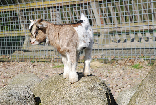 Ziegen Nachwuchs im Tiergehege des Bürgerpark Bremen Ziegen Nachwuchs im Tiergehege des Bürgerpark Bremen