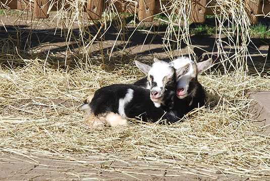 Ziegen Nachwuchs im Tiergehege des Bürgerpark Bremen Ziegen Nachwuchs im Tiergehege des Bürgerpark Bremen