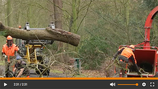Landschaftsgärtner beim Fällen der Fichten im Bürgerpark Landschaftsgärtner beim Fällen der Fichten im Bürgerpark