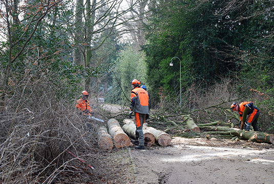 Holzfäller zerlegen die Bäume zum Abtransport Holzfäller zerlegen die Bäume zum Abtransport