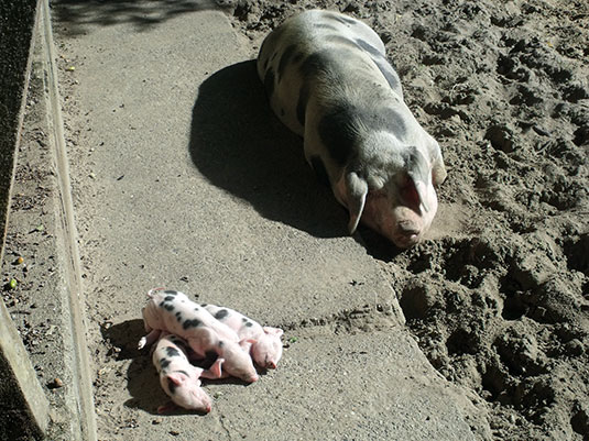 Bentheimer Sau Bernadette mit Ferkel Bentheimer Sau Bernadette mit Ferkel