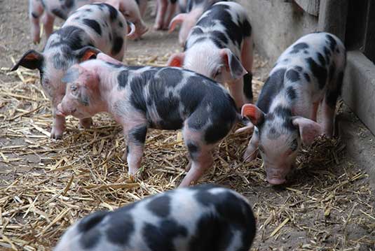Die kleinen Ferkel der Bunten Bentheimer im Bremer Tiergehege Die kleinen Ferkel der Bunten Bentheimer im Bremer Tiergehege