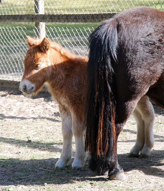 Shetland Junges Arnie bei seiner Mutter im Bremer Tiergehege Shetland Junges Arnie bei seiner Mutter im Bremer Tiergehege