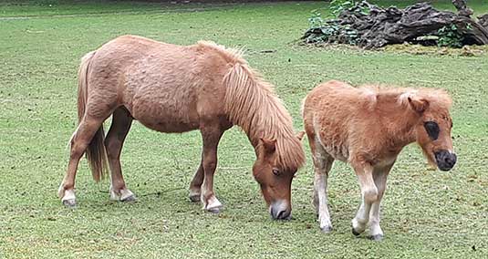 Die Shetland Ponys Lotta und ihr Fohlen Archie Die Shetland Ponys Lotta und ihr Fohlen Archie