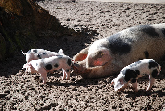 Frühjahrsnachwuchs bei den Bunten Bentheimern im Tiergehege des Bremer Bürgerparks Frühjahrsnachwuchs bei den Bunten Bentheimern im Tiergehege des Bremer Bürgerparks