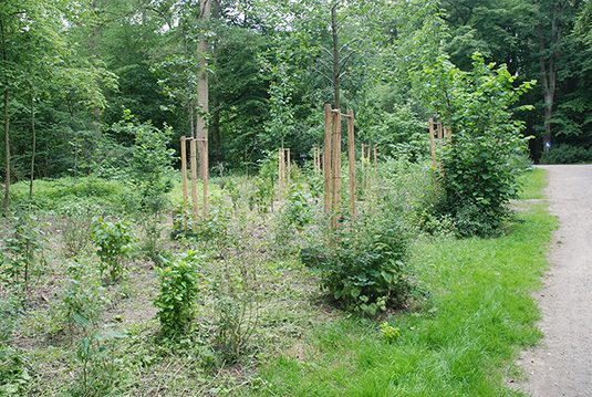 Strauchpflanzungen auf der Pflanzliche nahe dem großen Spielplatz am Emmasee. Strauchpflanzungen auf der Pflanzliche nahe dem großen Spielplatz am Emmasee.