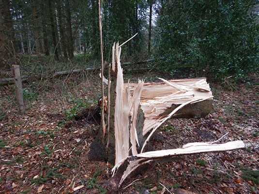 Schäden im Bürgerpark durch Sturm Ylenia. Schäden im Bürgerpark durch Sturm Ylenia.