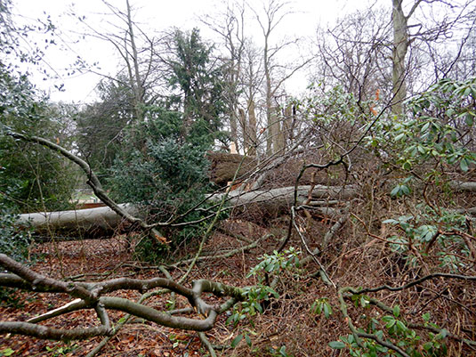 Schäden im Bürgerpark durch Sturm Ylenia. Schäden im Bürgerpark durch Sturm Ylenia.