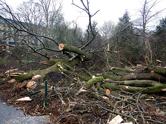 Schäden im Bürgerpark durch Sturm Ylenia. Schäden im Bürgerpark durch Sturm Ylenia.