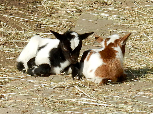 Zicklein im Tiergehege Zicklein im Tiergehege