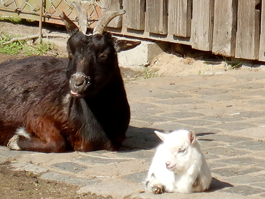 Zicklein im Tiergehege Zicklein im Tiergehege