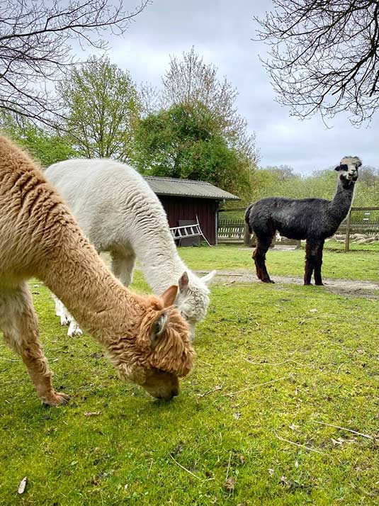 Die Alpakas „Coffee“, „Bianca“ und „Rosalie“, Foto: Bengt Heine