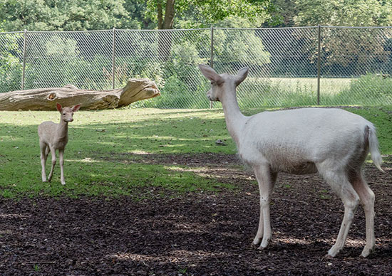 Damtier Kalb und Kuh im Tiergehege