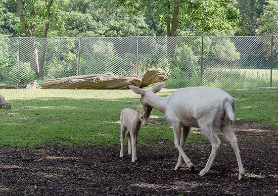 Damtier Kalb und Kuh im Tiergehege